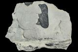 Pennsylvanian Fossil Fern (Macroneuropteris) Leaflet - Kentucky #112903-1